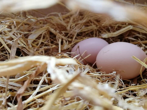 Egg Laying - Why A Chicken Won't Lay Eggs