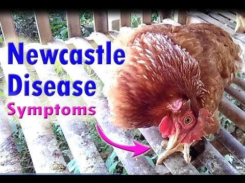 Newcastle disease in Poultry